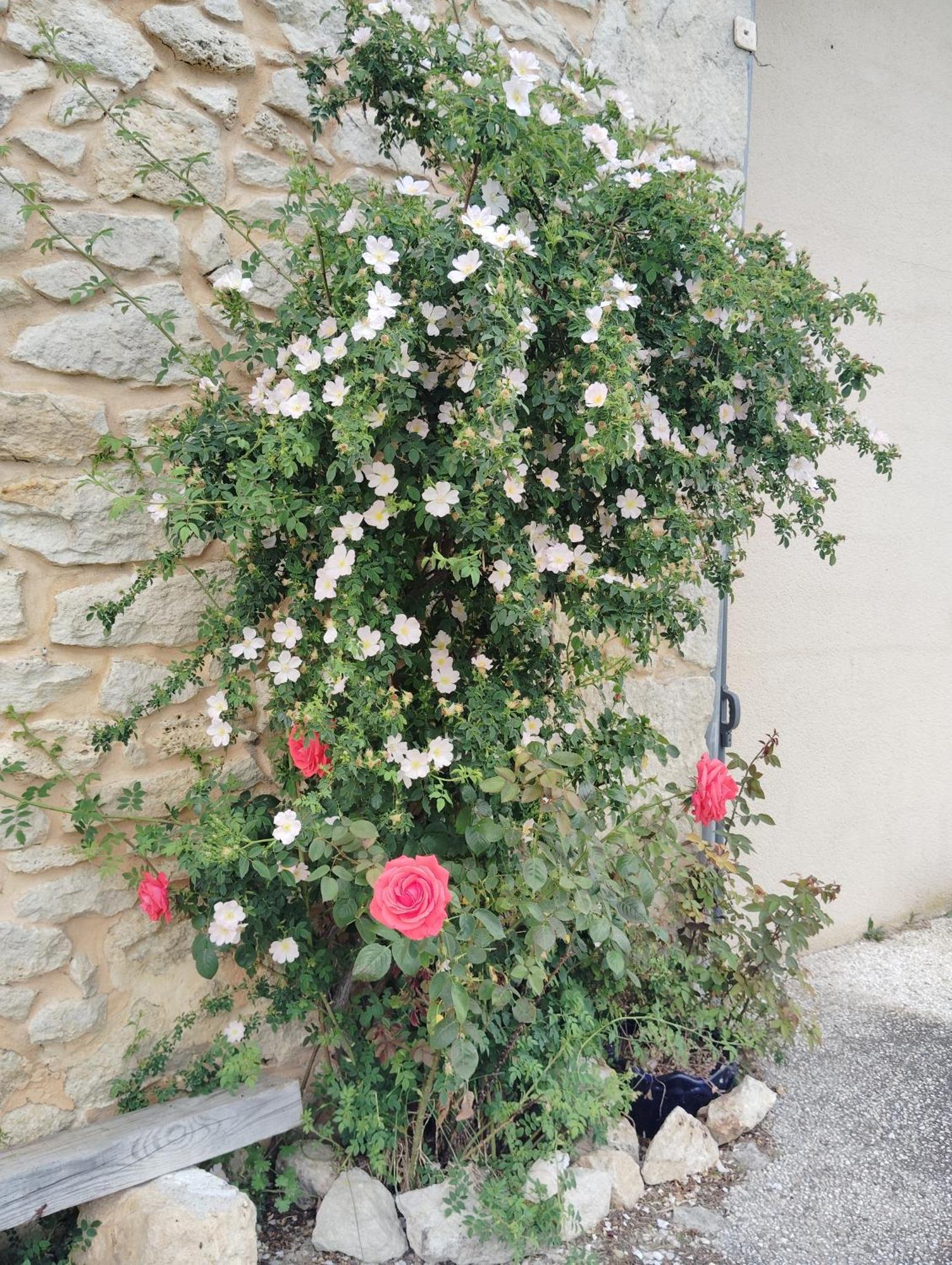 Gite L'Edenwine Doulezon Exteriör bild